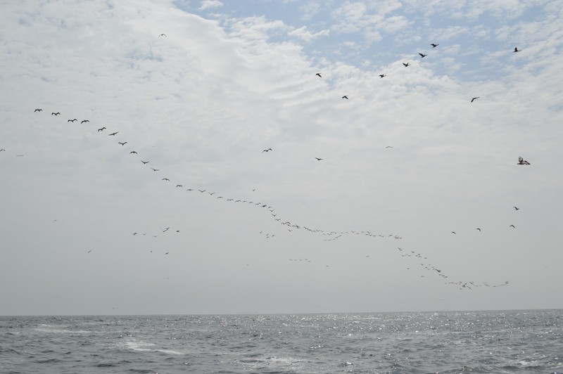 Birds in formation ready to dive into water for fish