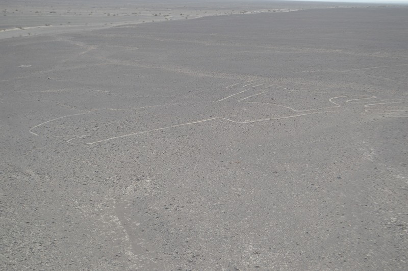 Nasca Lines - The Frog