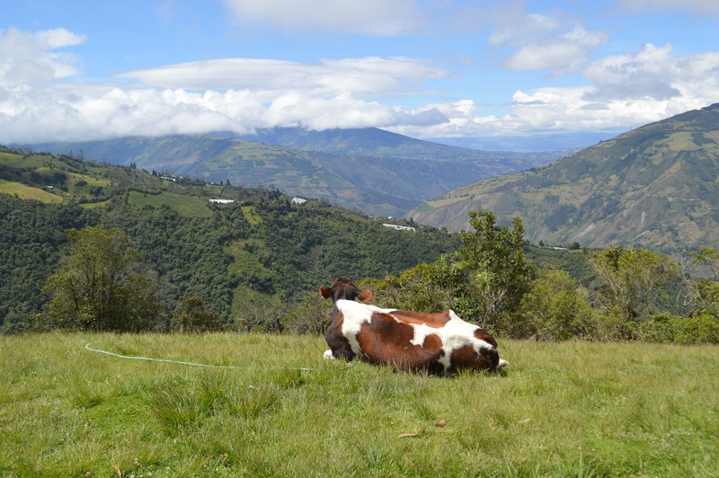 Cow enjoying the view from near the treehouse