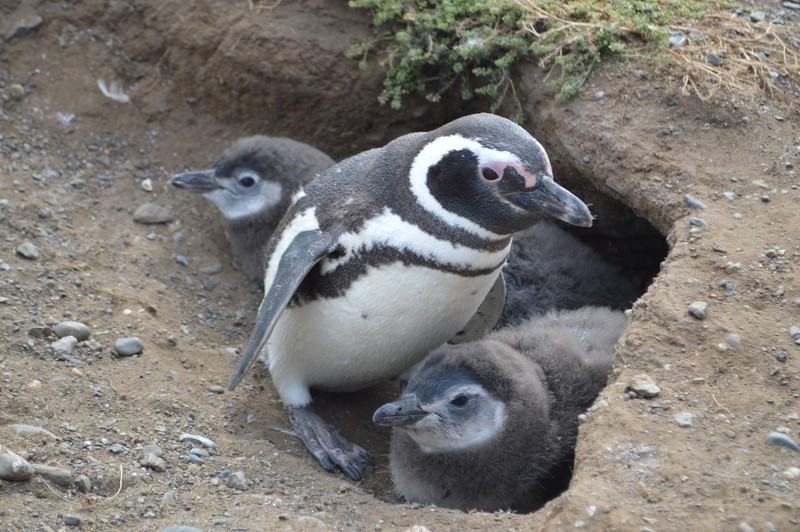 Penguin with their kiddies