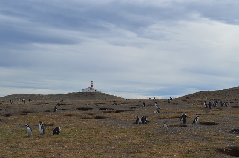 Looking up to the lighthouse on the island (note hundreds of penguins infront of it)