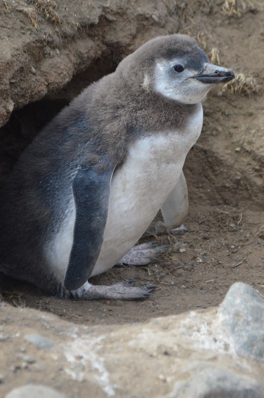 Young penguin coming out of their little burrow
