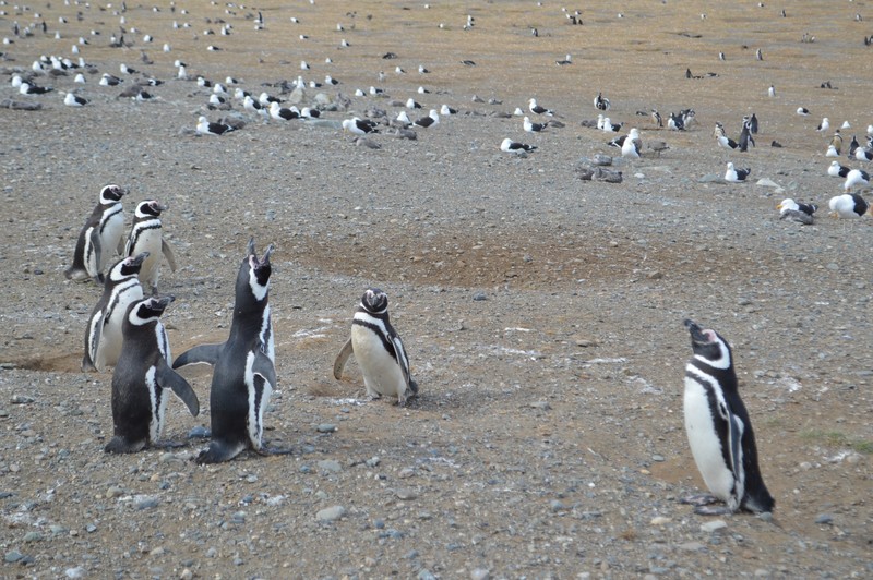 Penguin honking (they were pretty noisy)