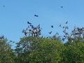 Flying foxes 