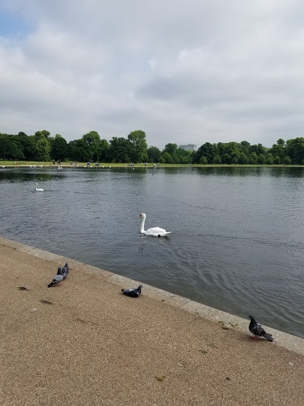 Swans at Kensington Gardens