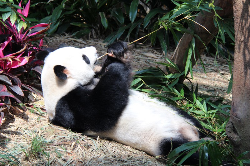 Male Panda