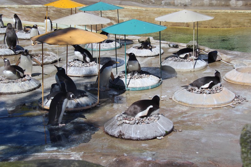 Penguin nursery 