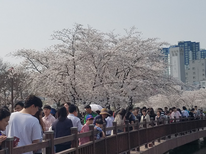 Cherry blossoms in full bloom at Uncheon Reservoir