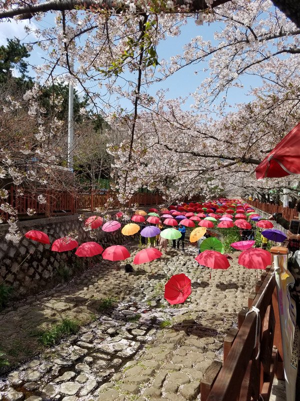 Umbrellas and cherry blossoms