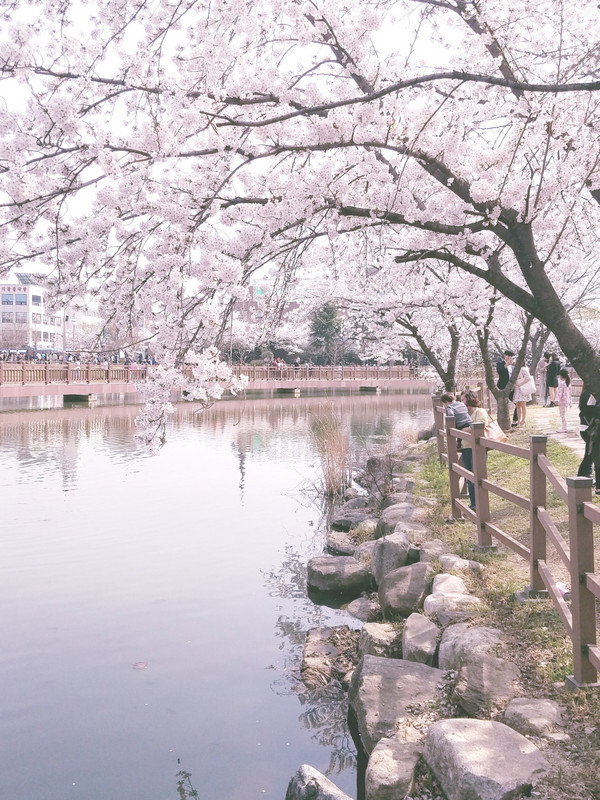 Uncheon Reservoir blossoms
