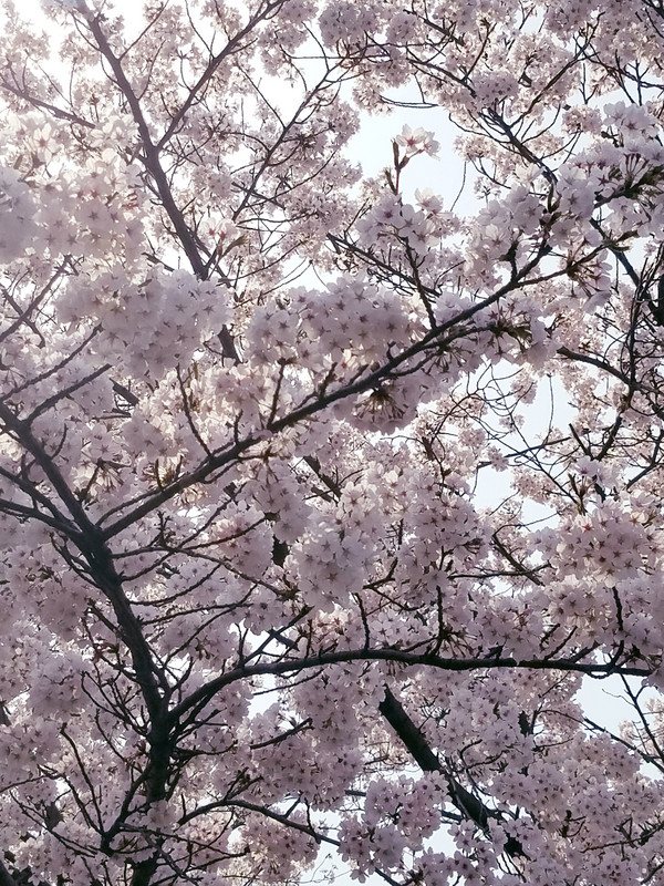 Cherry blossoms are beautiful but fleeting