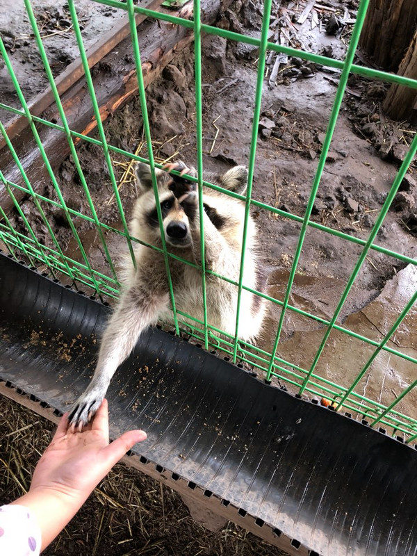 I made a raccoon friend!