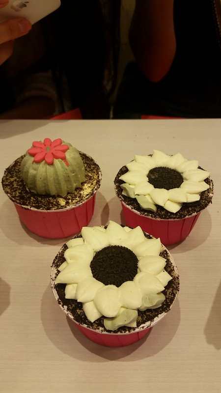 Little succulent cupcakes