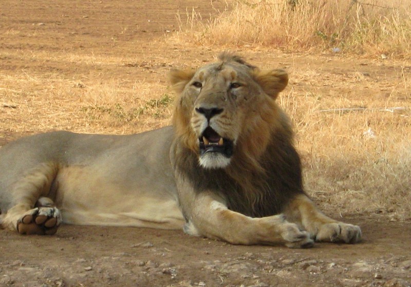 Asiatic Lions in Sasangir National Park
