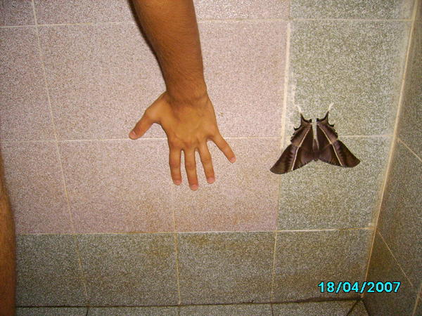 Large moth