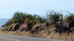 many flowering bushes along the highway