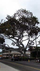Huge fig tree on Ali'i Drive in Kailua-Kona