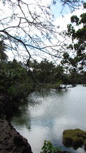 on the Kalahuipua'a trail