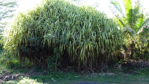 huge bush near the Pahoa house