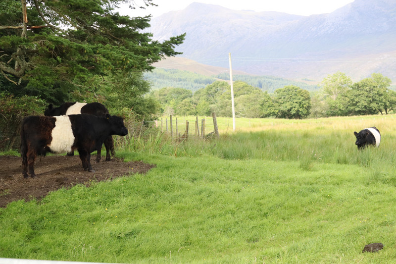 Belted Galloway Cows
