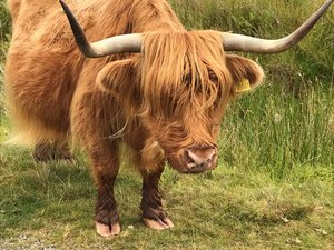 A Heilan Hairy Coo