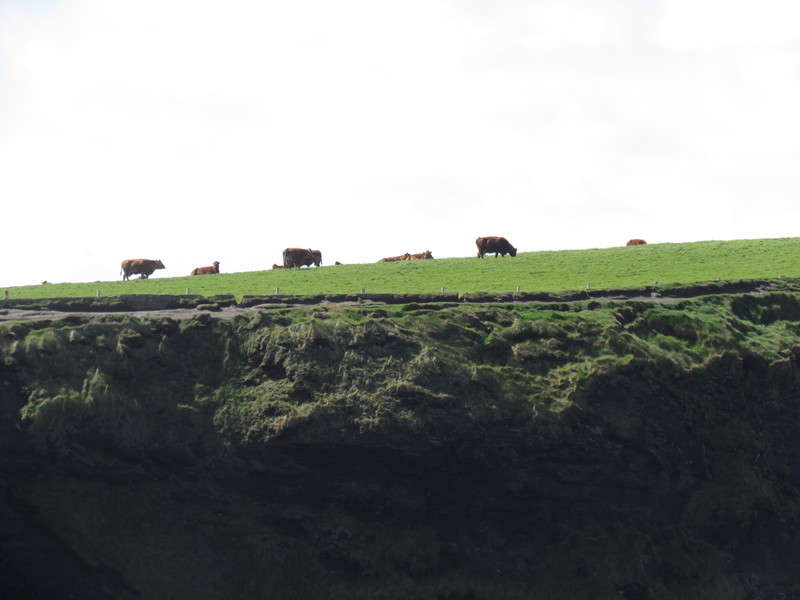 Cattle grazing near the cliffs