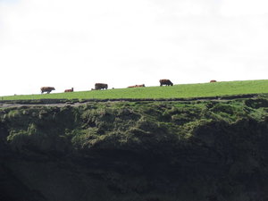 Cattle grazing near the cliffs