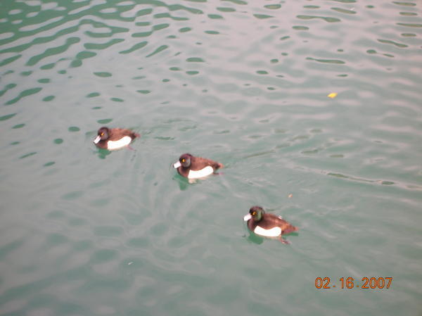 some real ducks we saw