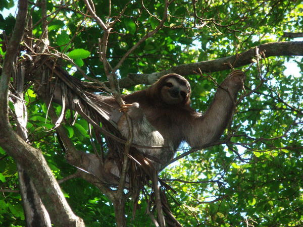 A 3 toed sloth