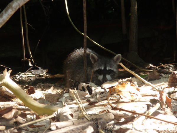 I went to Costa Rica.... and I saw a racoon!  haha!