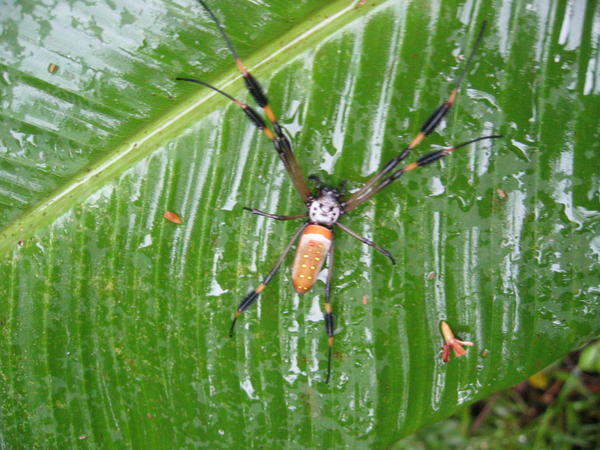 A 100% poisonous spider (according to our hot kayak guide)