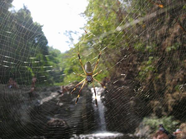 Spider at waterfalls near Montezuma
