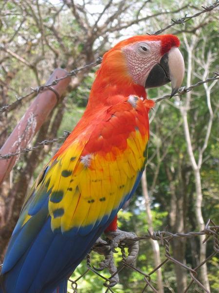 Macaw at Copan