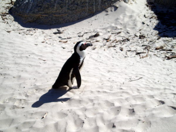 African Penguin!