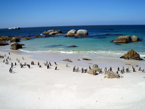 African Penguins!!