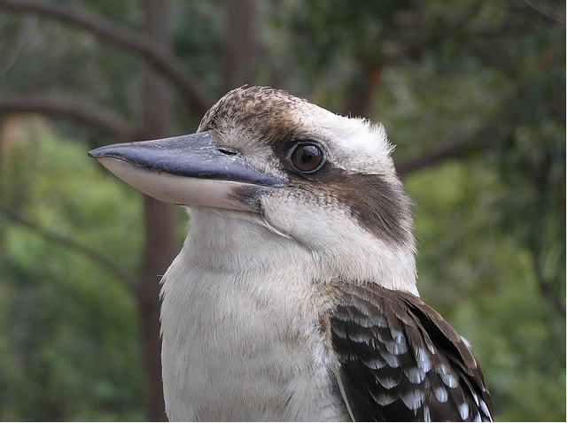 kookaburra birds