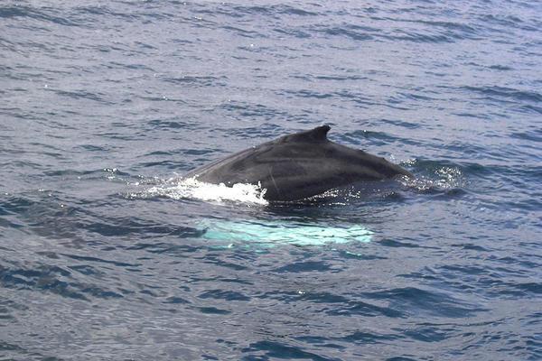 Humpback with Pectoral Fin Visible