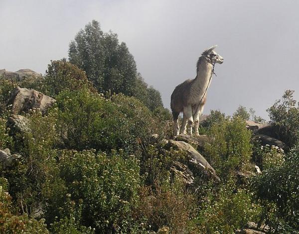Llama on Guard!