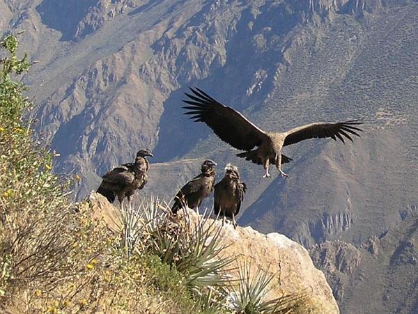 Condors taking a rest.