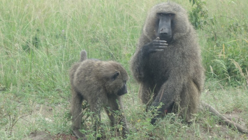 Baboons judging us :P