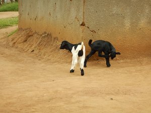 Baby goats