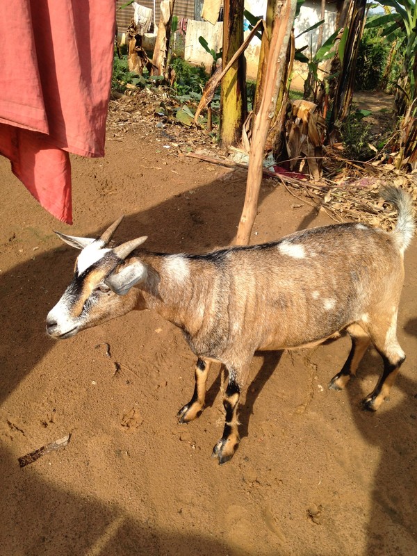 Love goats