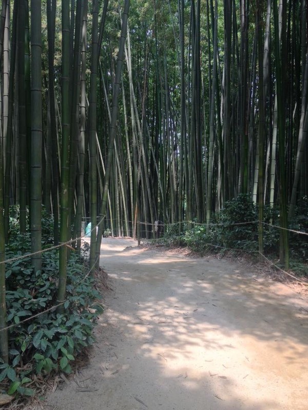 Juknokwon, Bamboo forest