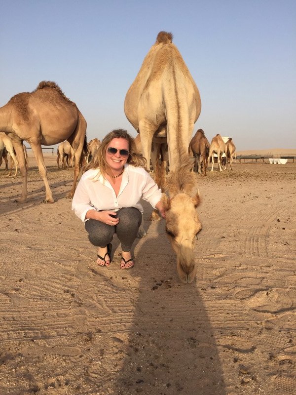 At the camel farm