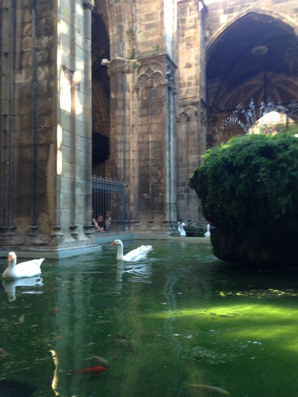 Swans in a pond in a chathedral