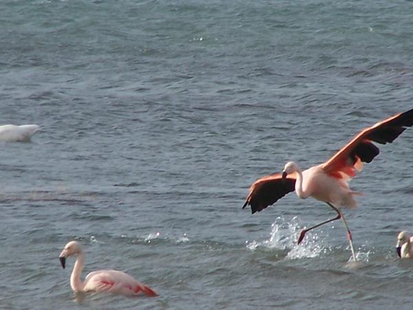 Flamingoes!!