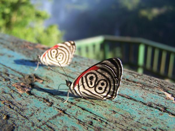 Butterfly Iguazu