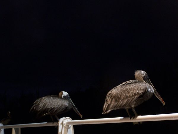 Pelicans at night
