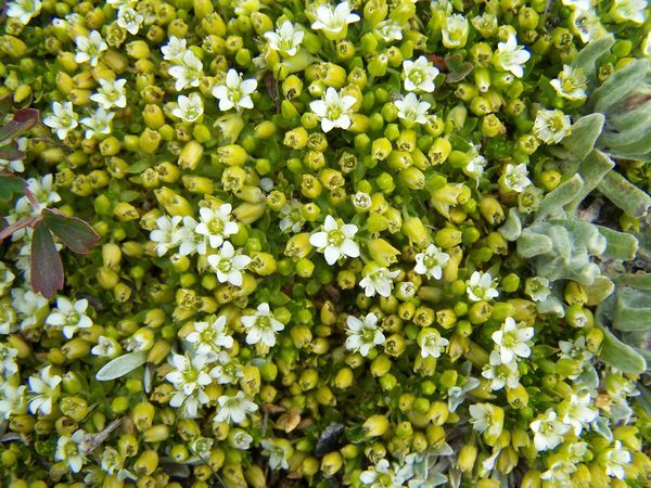 Lots of tiny flowers cover the paramo too