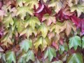 Autumnal ivy